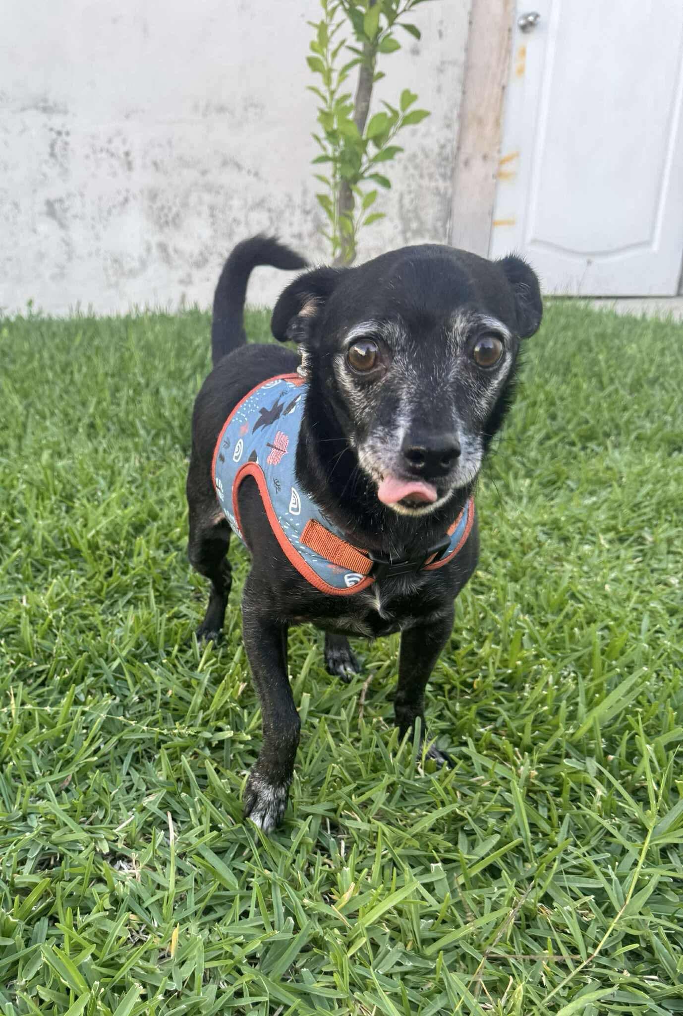 Milo, adoptable, Adult Male Chihuahua.