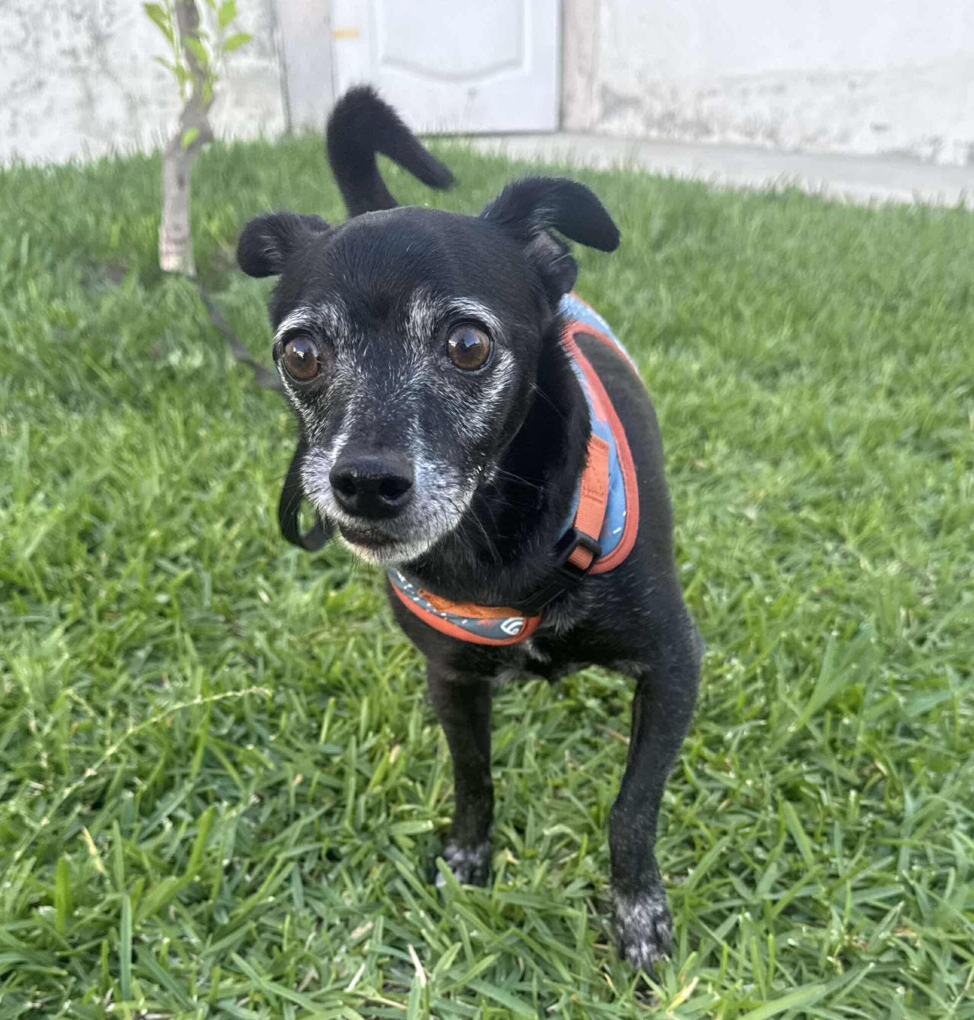 Enlarge Milo, an adoptable mixed breed in Puyallup, WA image 2/4