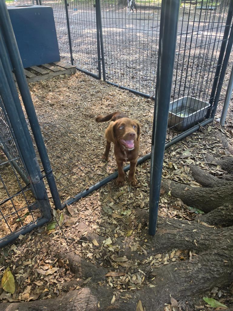 Simon, a Adopted mixed breed in Waynesville, GA image 2/3