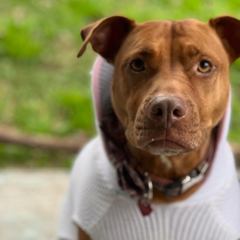 Sahara Desert Queen thumbnail 4