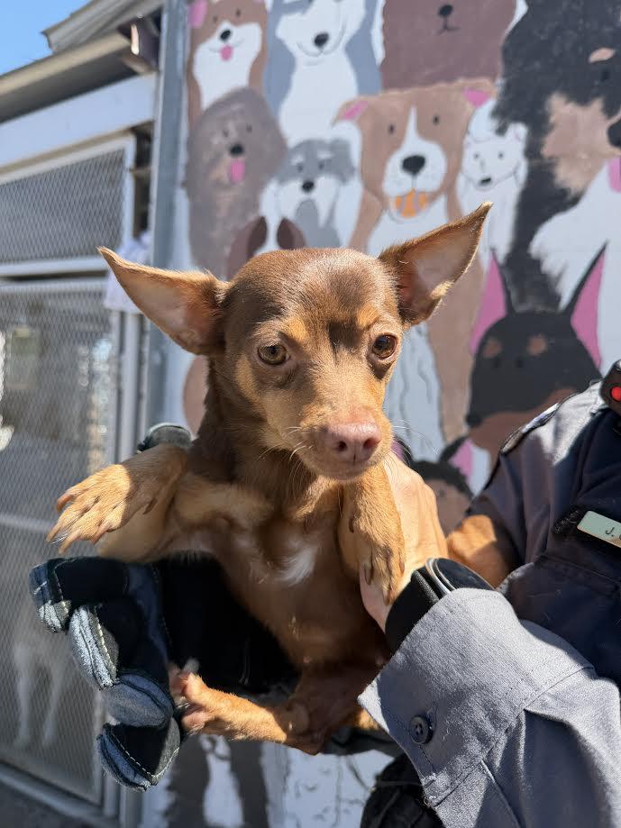 Enlarge Emerald, a ADOPTABLE mixed breed in Oakdale, CA image 1/1