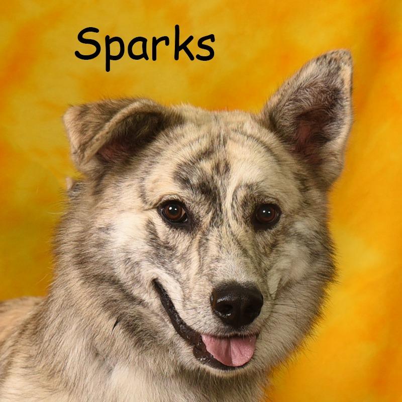 SPARKS, Adoptable, Adult Male Great Pyrenees & Catahoula Leopard Dog.