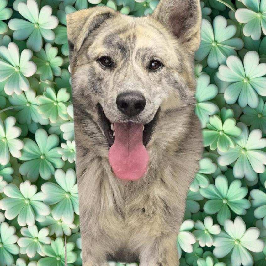 SPARKS, Adoptable, Young Male Great Pyrenees & Catahoula Leopard Dog.