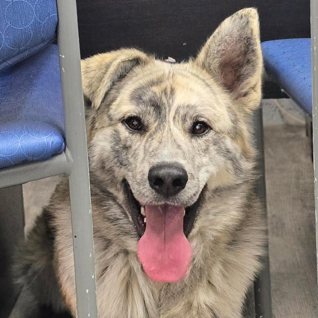 SPARKS, Adoptable, Young Male Great Pyrenees & Catahoula Leopard Dog.