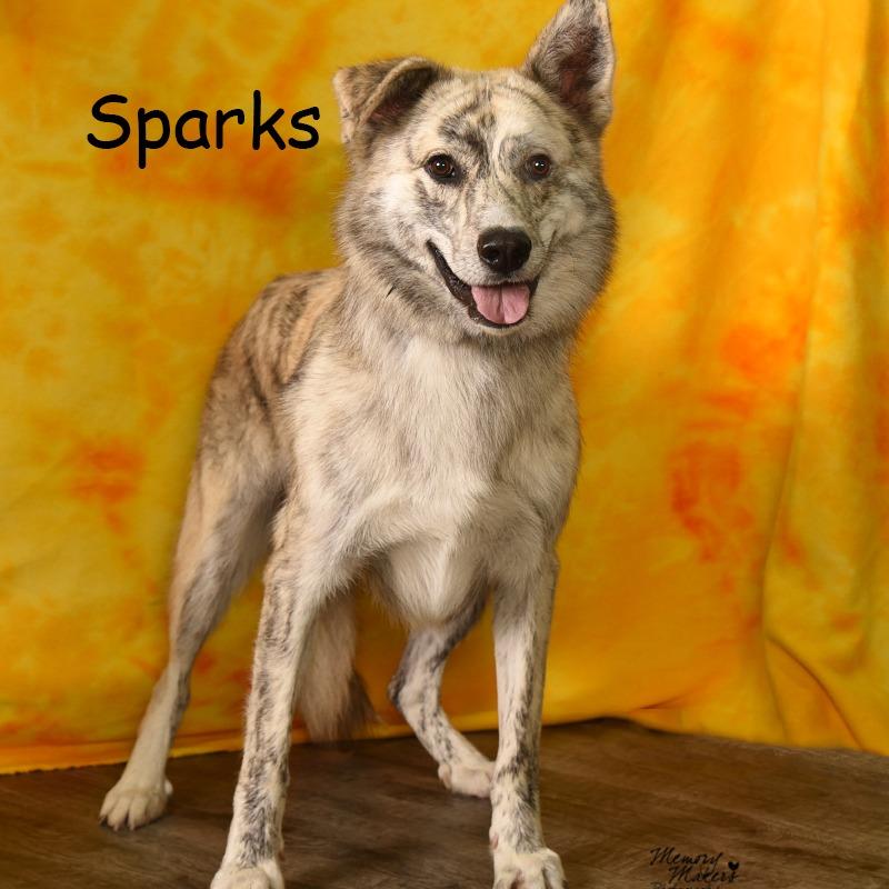 Enlarge SPARKS, a Adoptable mixed breed in Holton, KS image 4/4