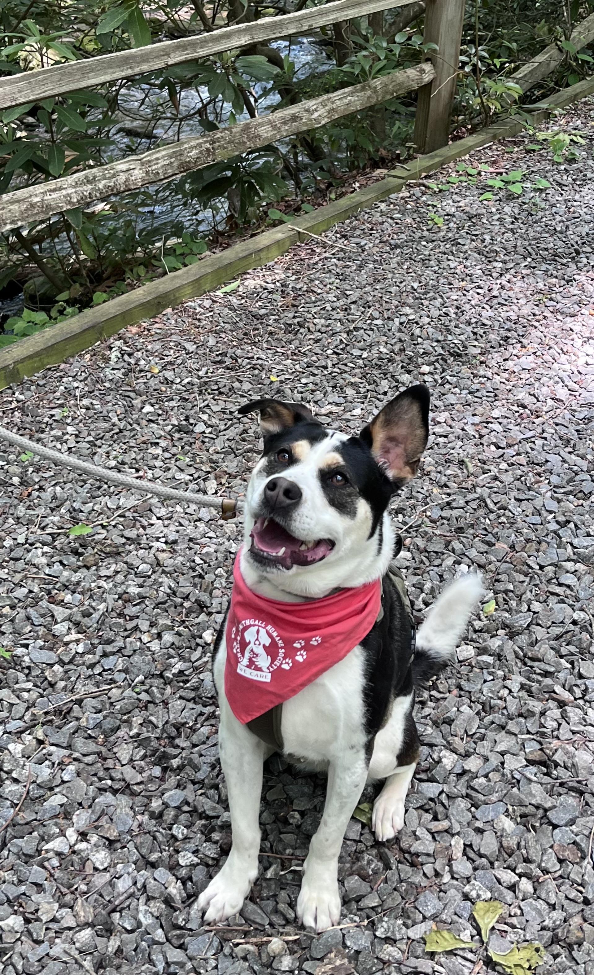 Enlarge Layla, an adopted mixed breed in Sautee Nacoochee, GA image 3/4