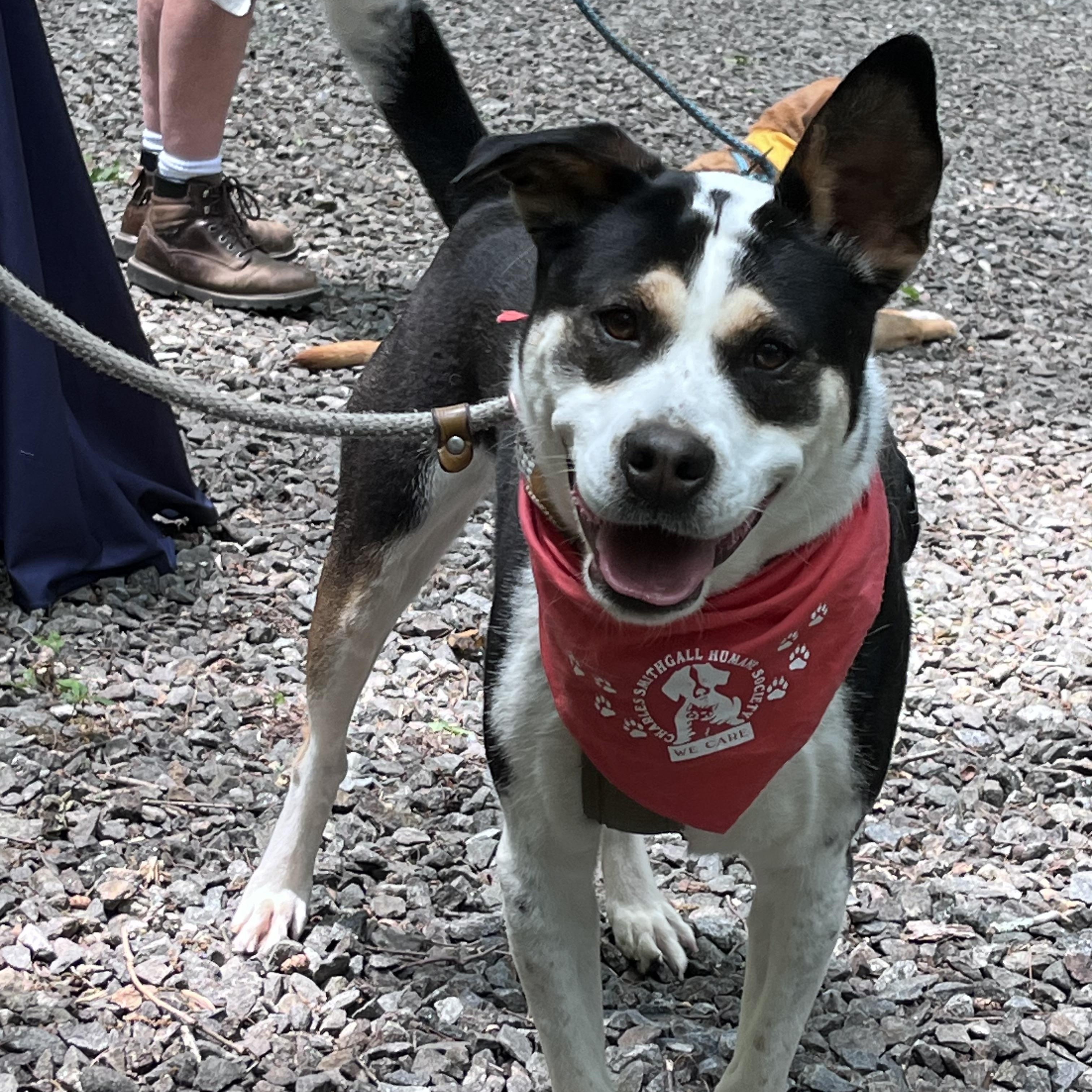 Layla, adopted, Adult Female Australian Cattle Dog / Blue Heeler & Australian Kelpie.