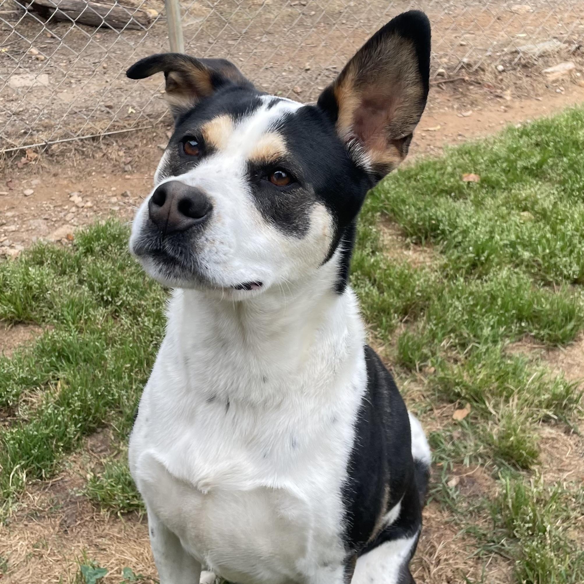 Enlarge Layla, an adopted mixed breed in Sautee Nacoochee, GA image 2/4