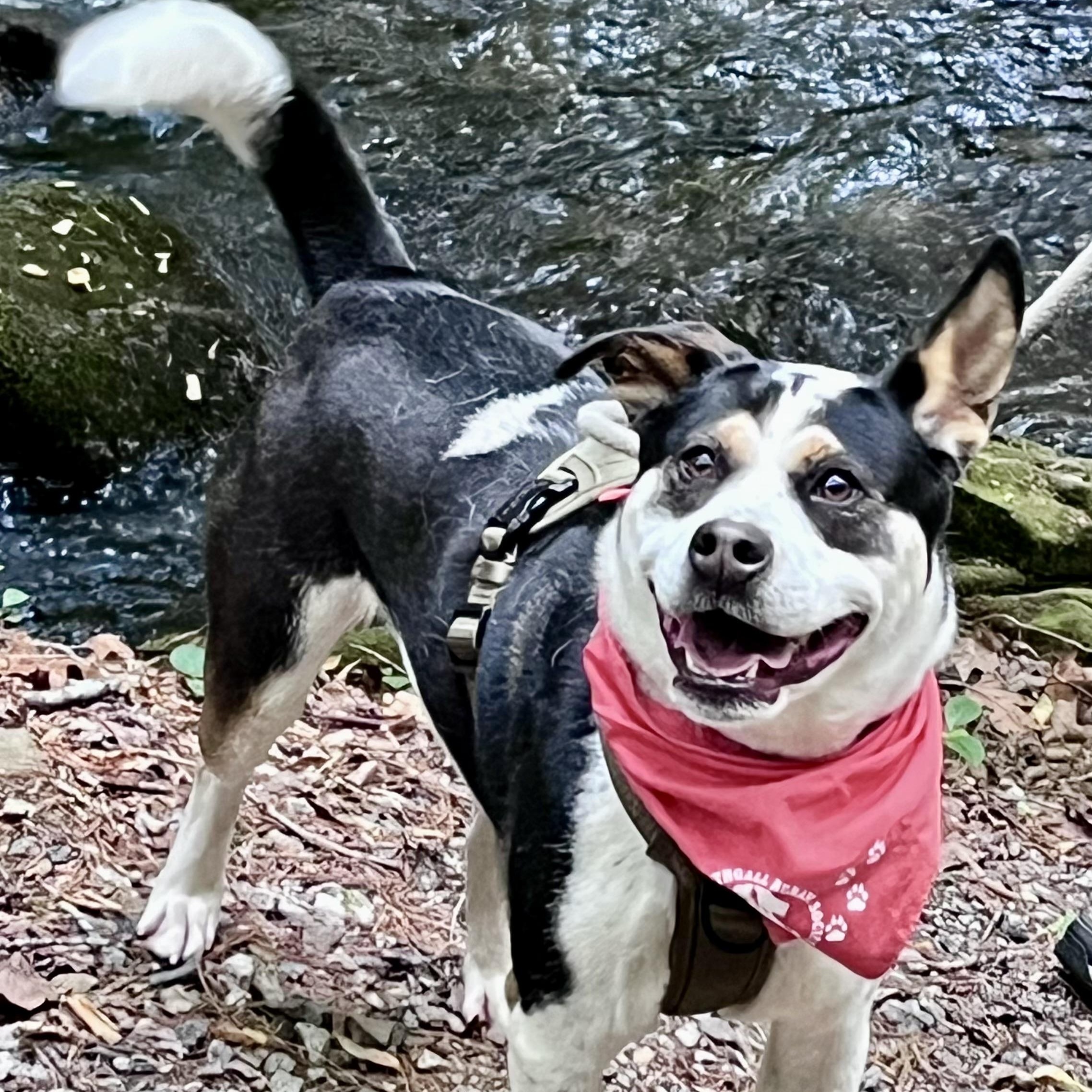 Enlarge Layla, an adopted mixed breed in Sautee Nacoochee, GA image 4/4
