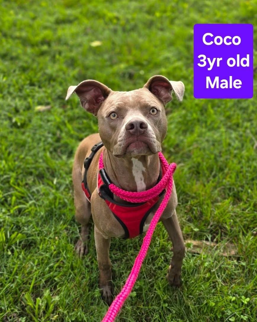 Coco, ADOPTABLE, Adult Male Pit Bull Terrier & Boxer.