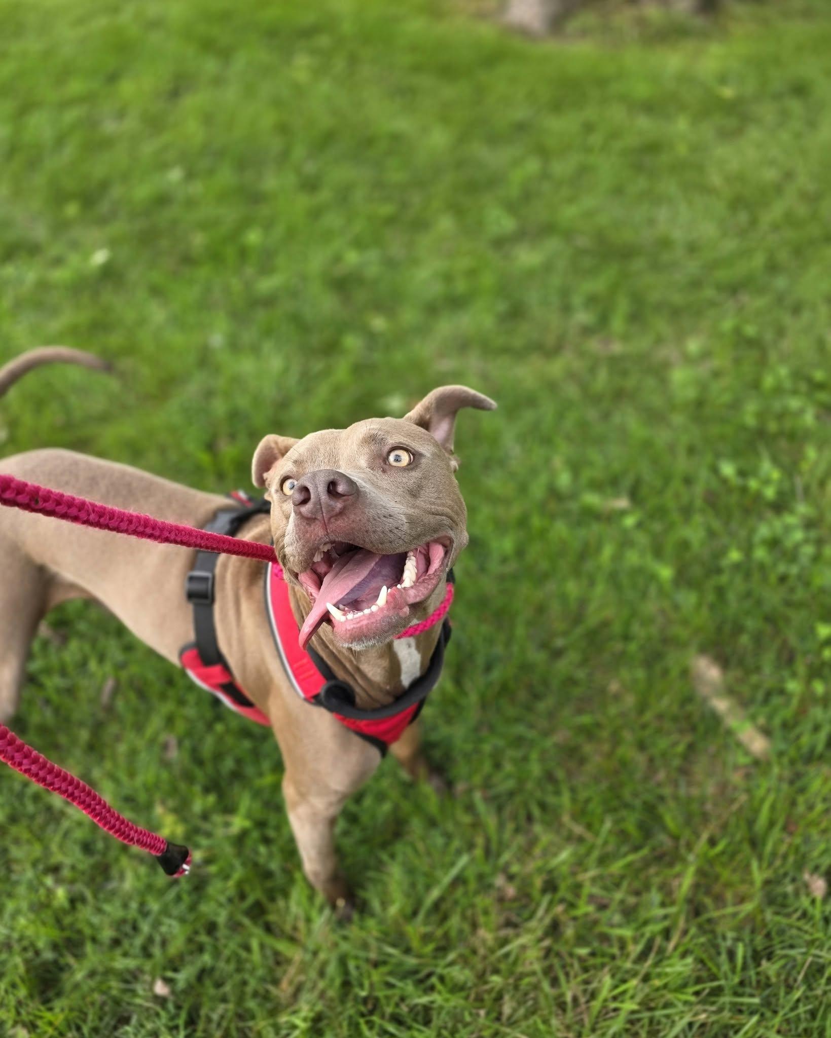 Enlarge Coco, a ADOPTABLE mixed breed in Attica, IN image 4/4