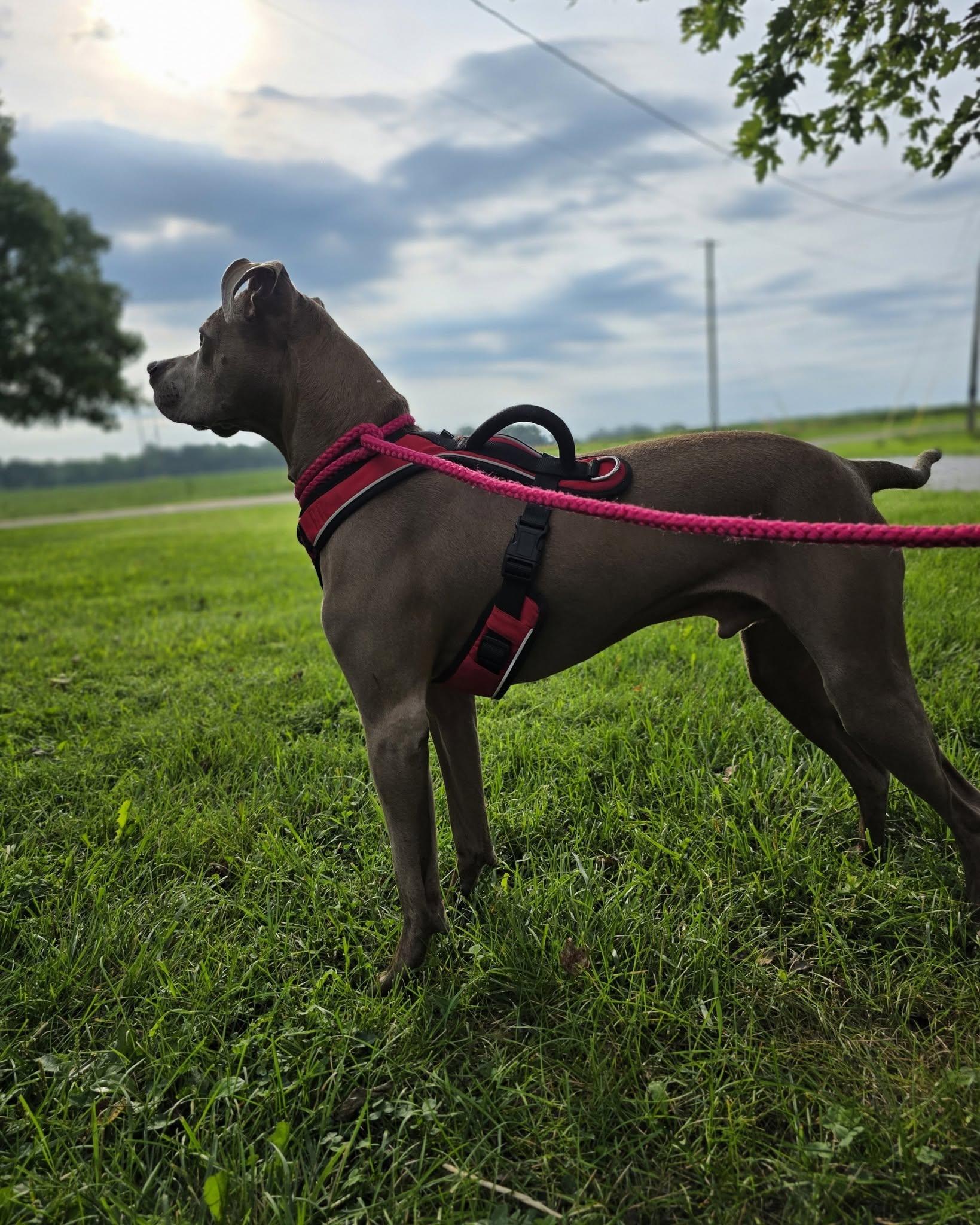 Enlarge Coco, a ADOPTABLE mixed breed in Attica, IN image 2/4