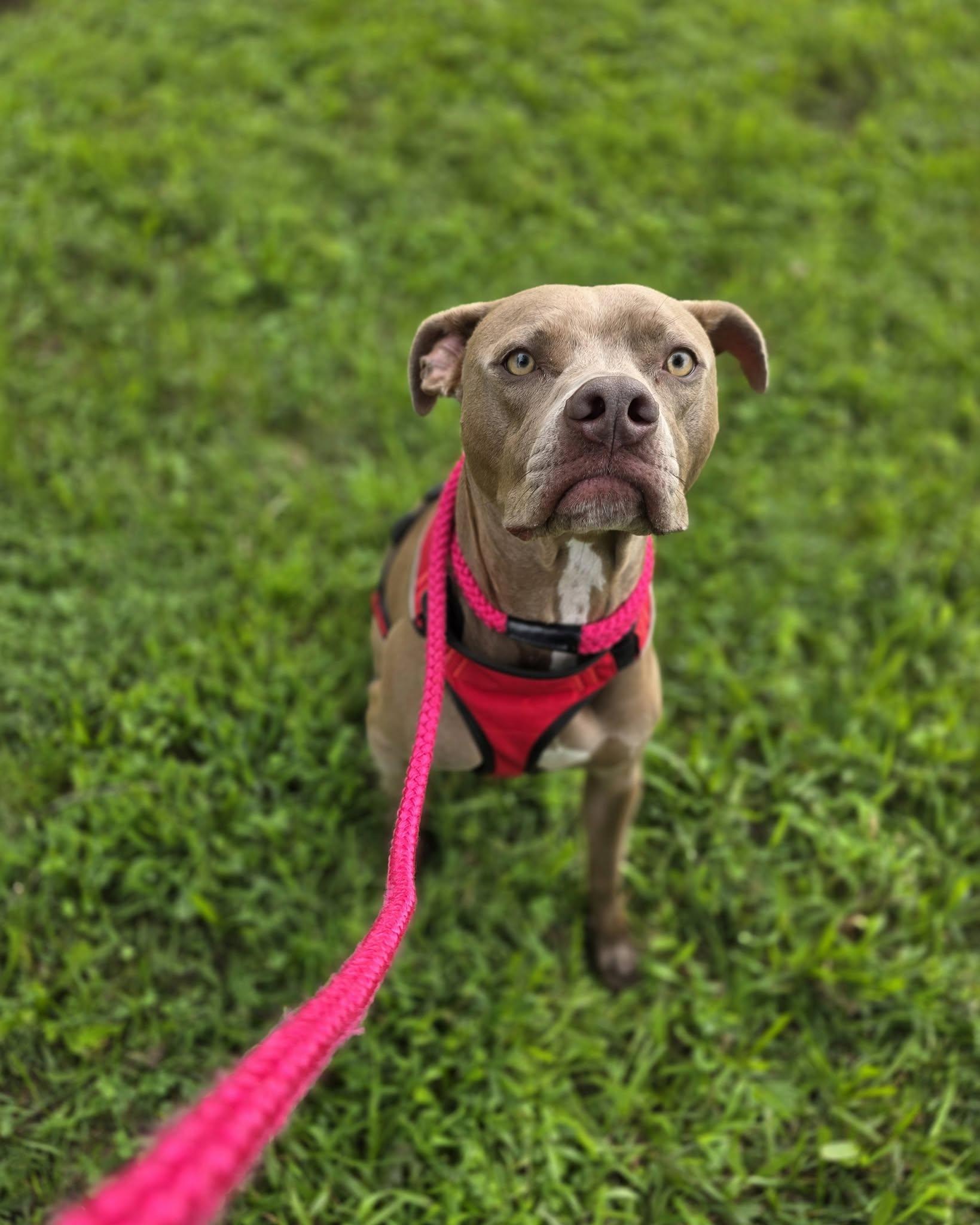 Enlarge Coco, a ADOPTABLE mixed breed in Attica, IN image 3/4