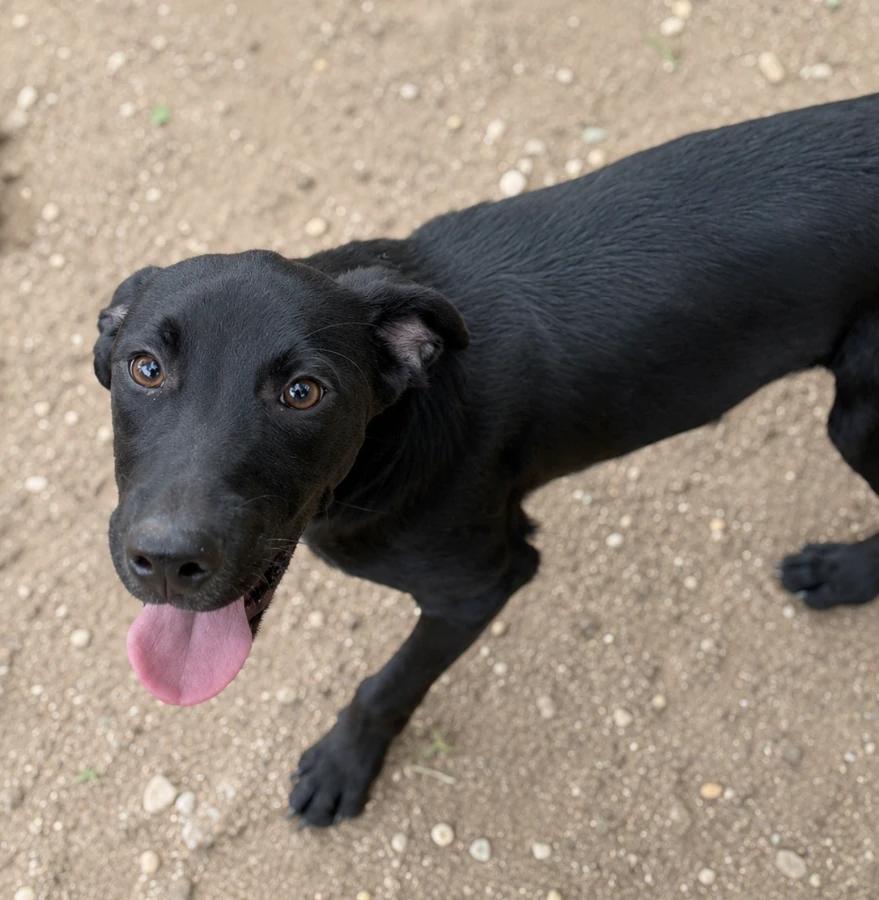 Enlarge Skye, a Adoptable mixed breed in Lindenhurst, NY image 1/1