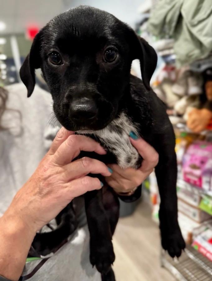 Skye, Adoptable, Puppy Female Mixed Breed & Retriever.