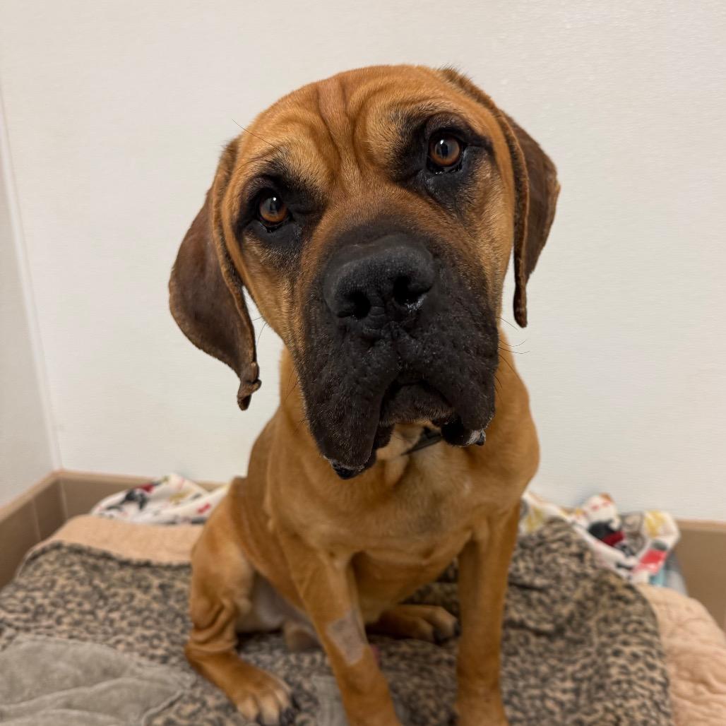 Crockpot — thumbnail 2