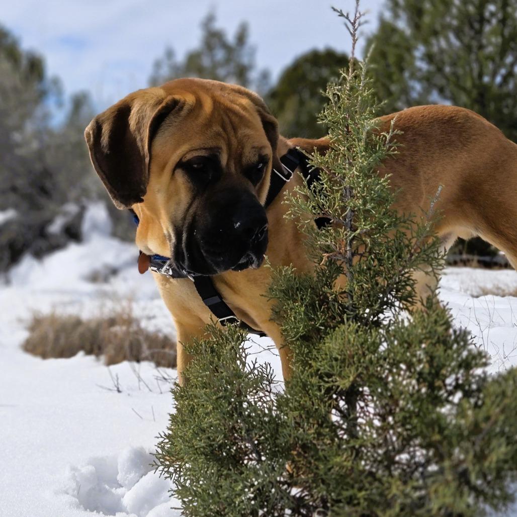 Crockpot — thumbnail 3