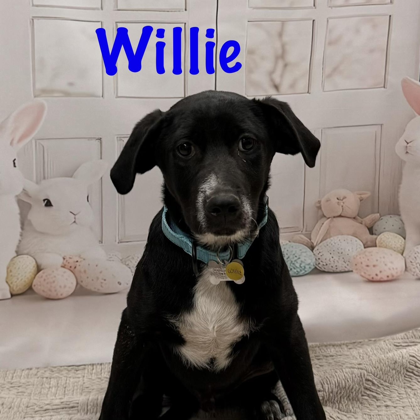 Enlarge Willie, a Adoptable Mixed Breed in Albany, NY image 4/5