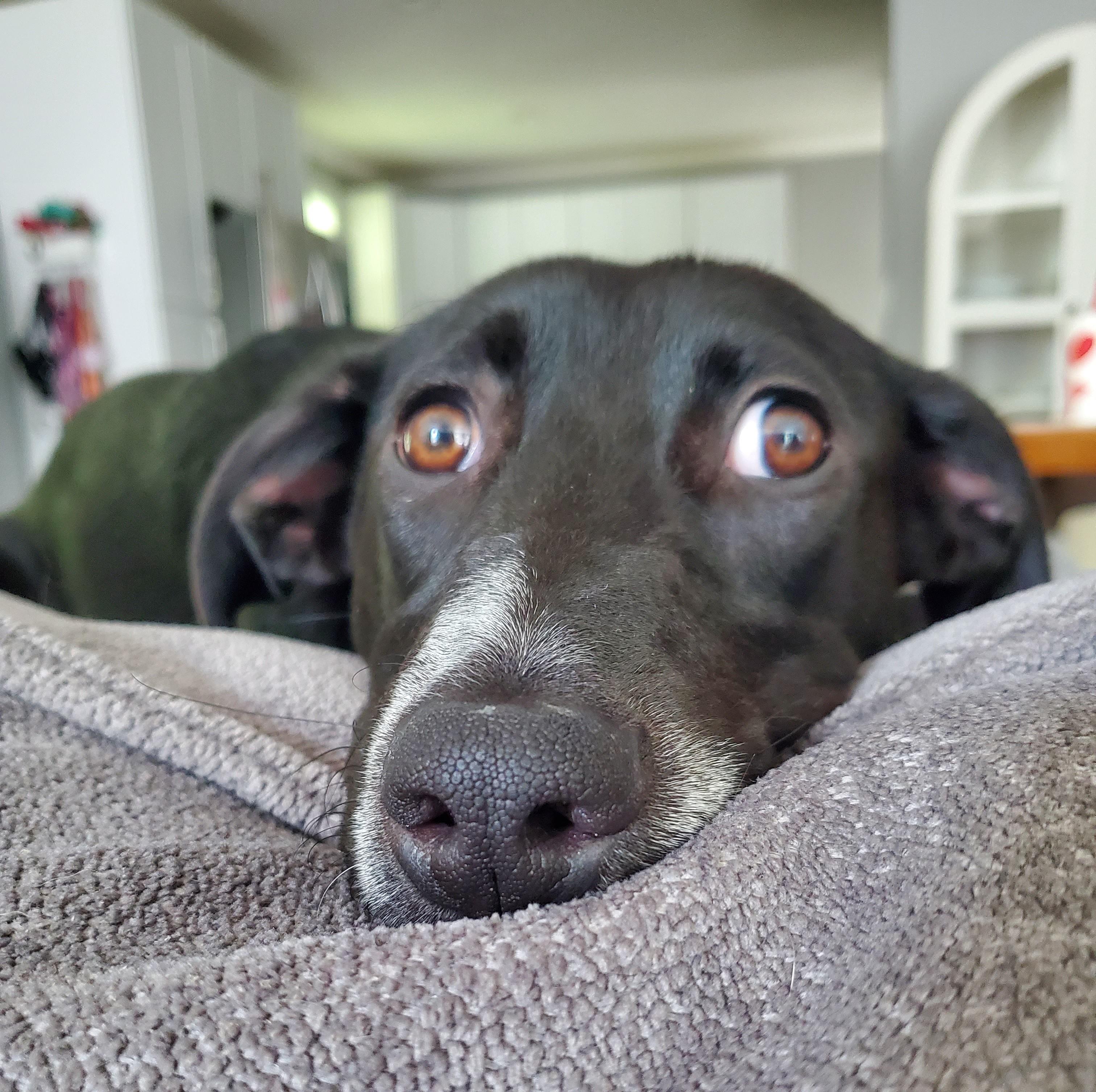 Enlarge Willie, a Adoptable Mixed Breed in Albany, NY image 3/6