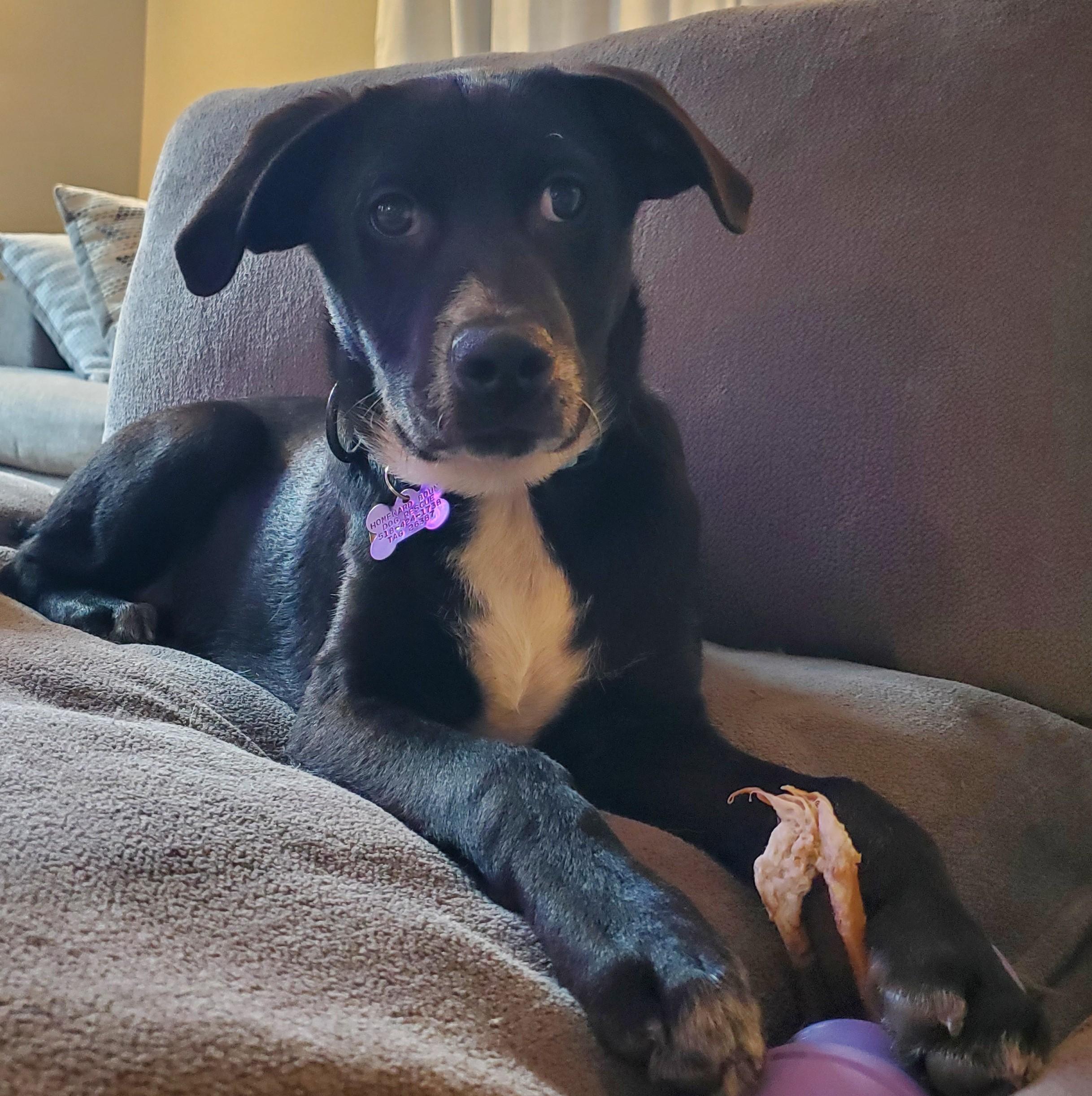 Enlarge Willie, a Adoptable Mixed Breed in Albany, NY image 2/5