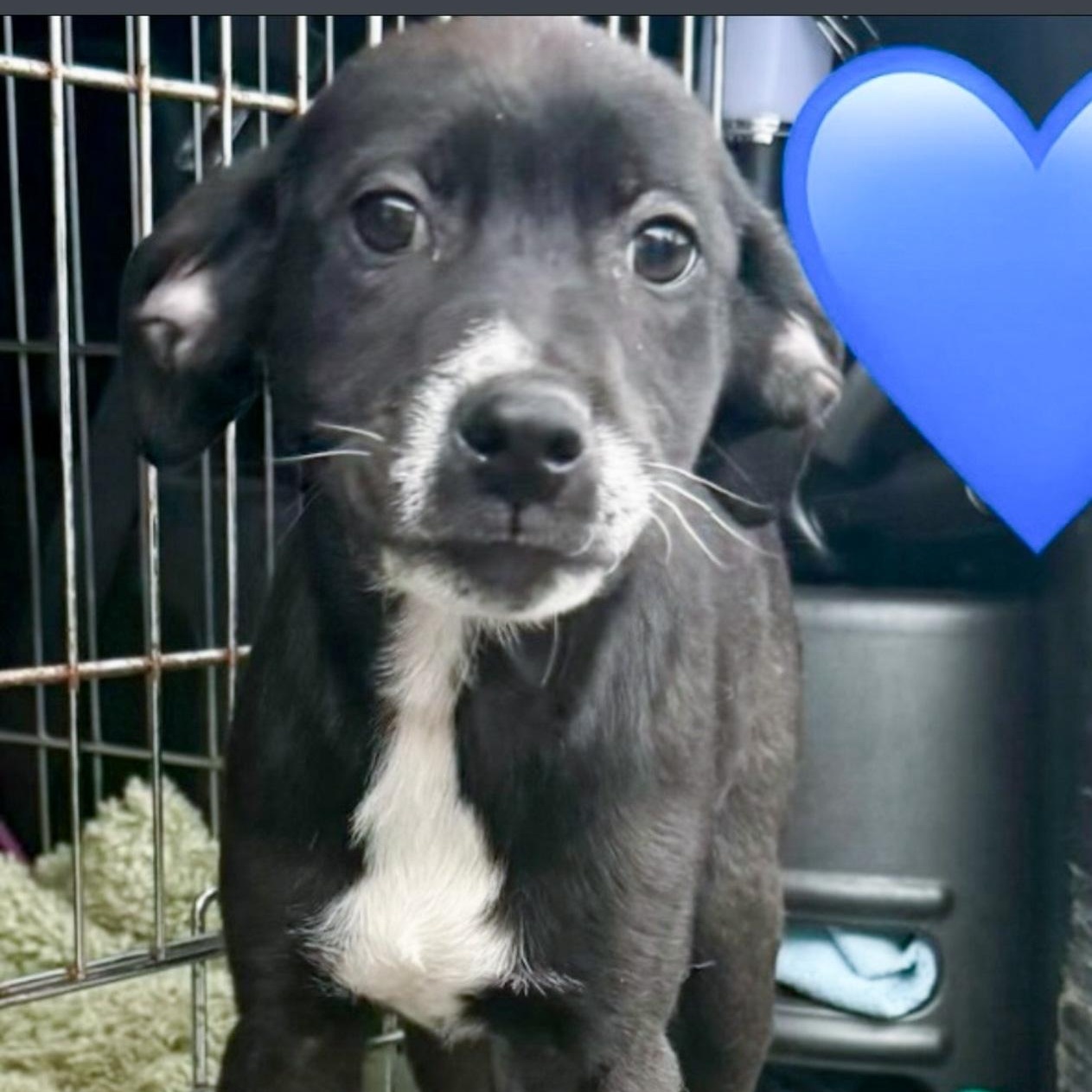 Enlarge Willie, a Adoptable Mixed Breed in Albany, NY image 5/5