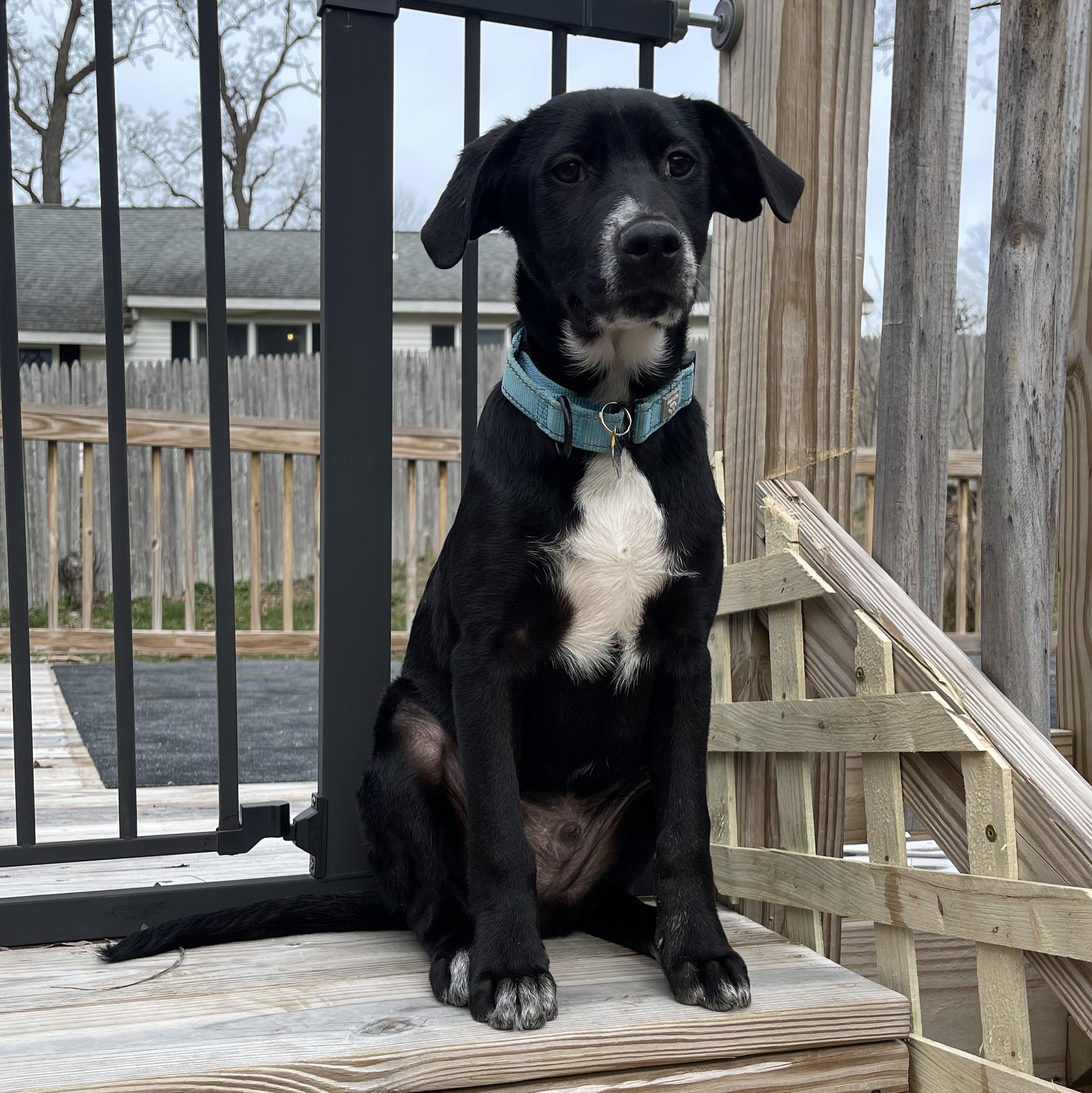 Enlarge Willie, a Adoptable Mixed Breed in Albany, NY image 3/5