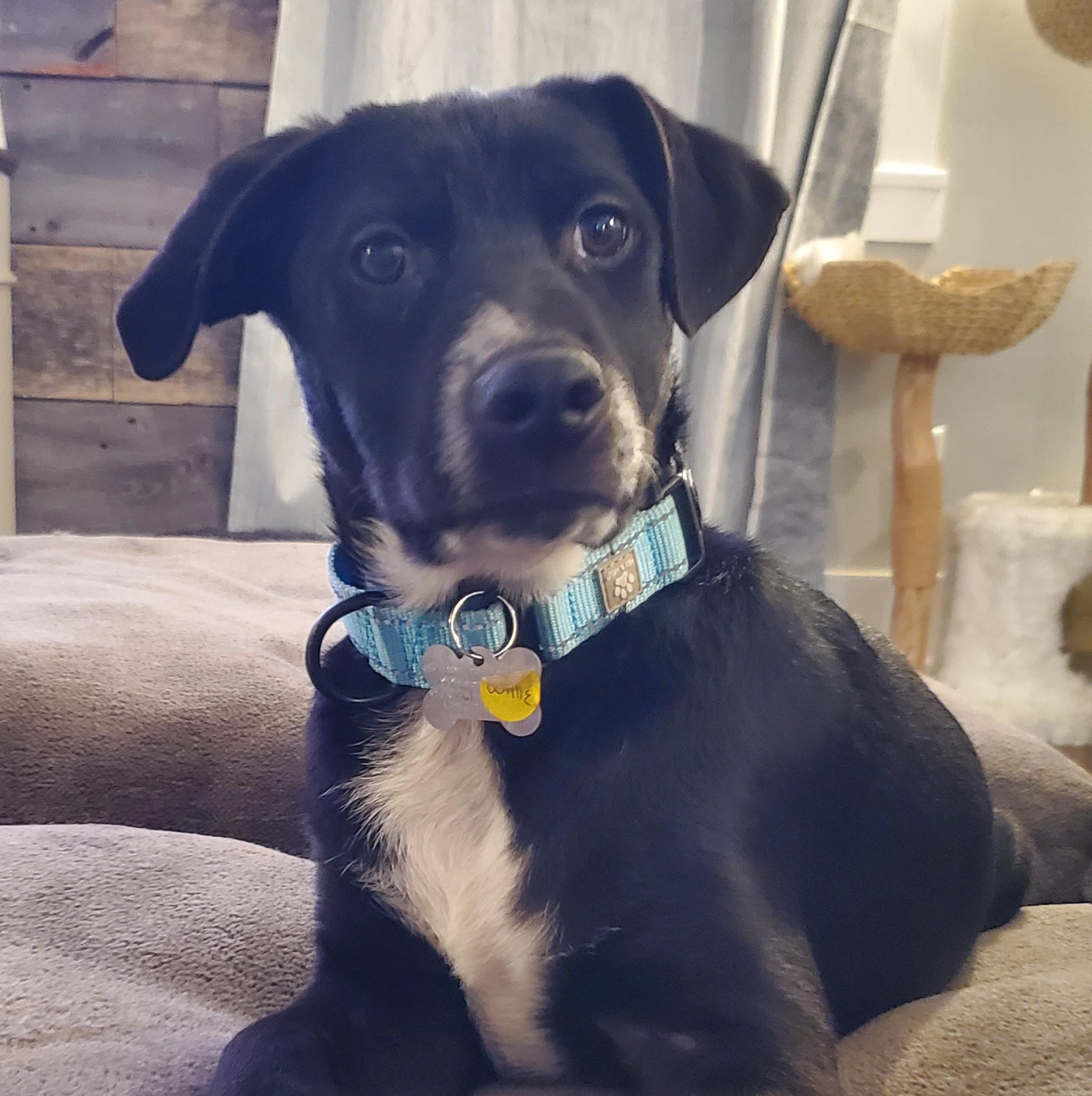 Enlarge Willie, a Adoptable Mixed Breed in Albany, NY image 1/5