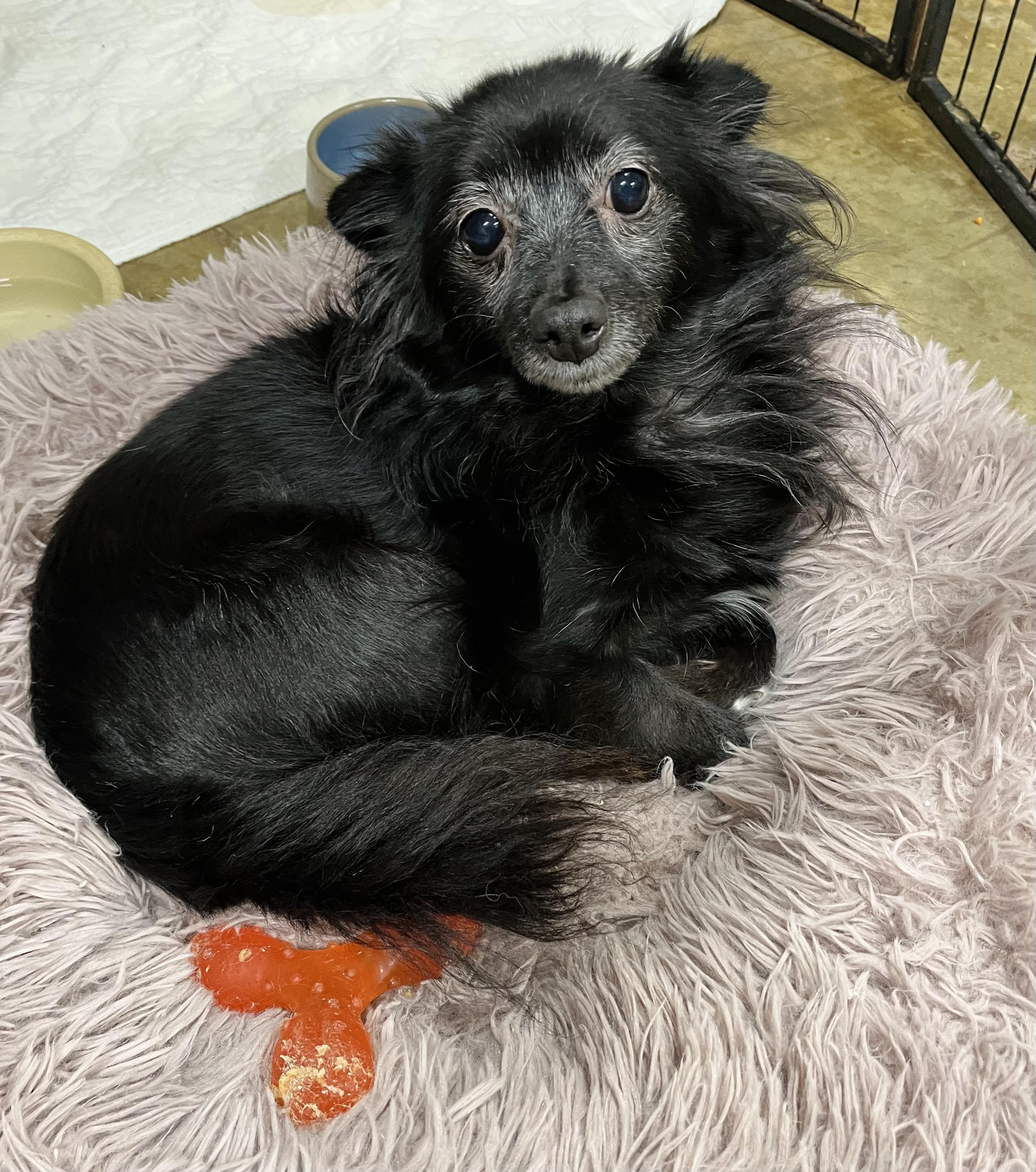 Bear , adopted, Adult Male Chihuahua.