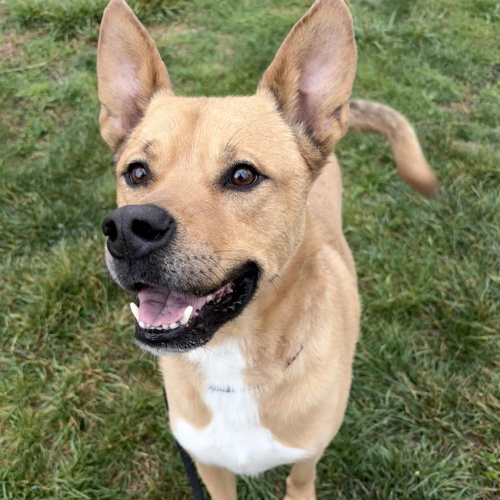 Scoobert, Adoptable, Adult Male Mixed Breed.