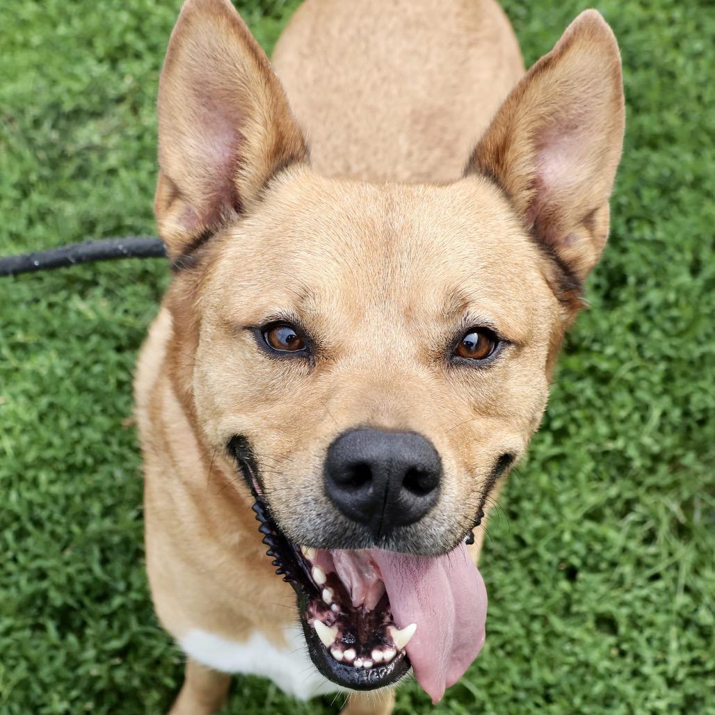 Scoobert, Adoptable, Adult Male Mixed Breed.