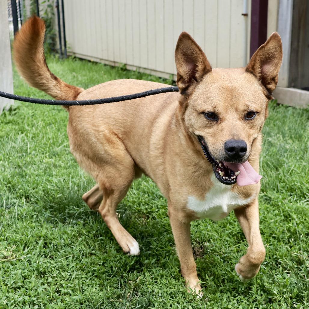 Scoobert, a Adoptable Mixed Breed in St Joseph, MO image 2/5
