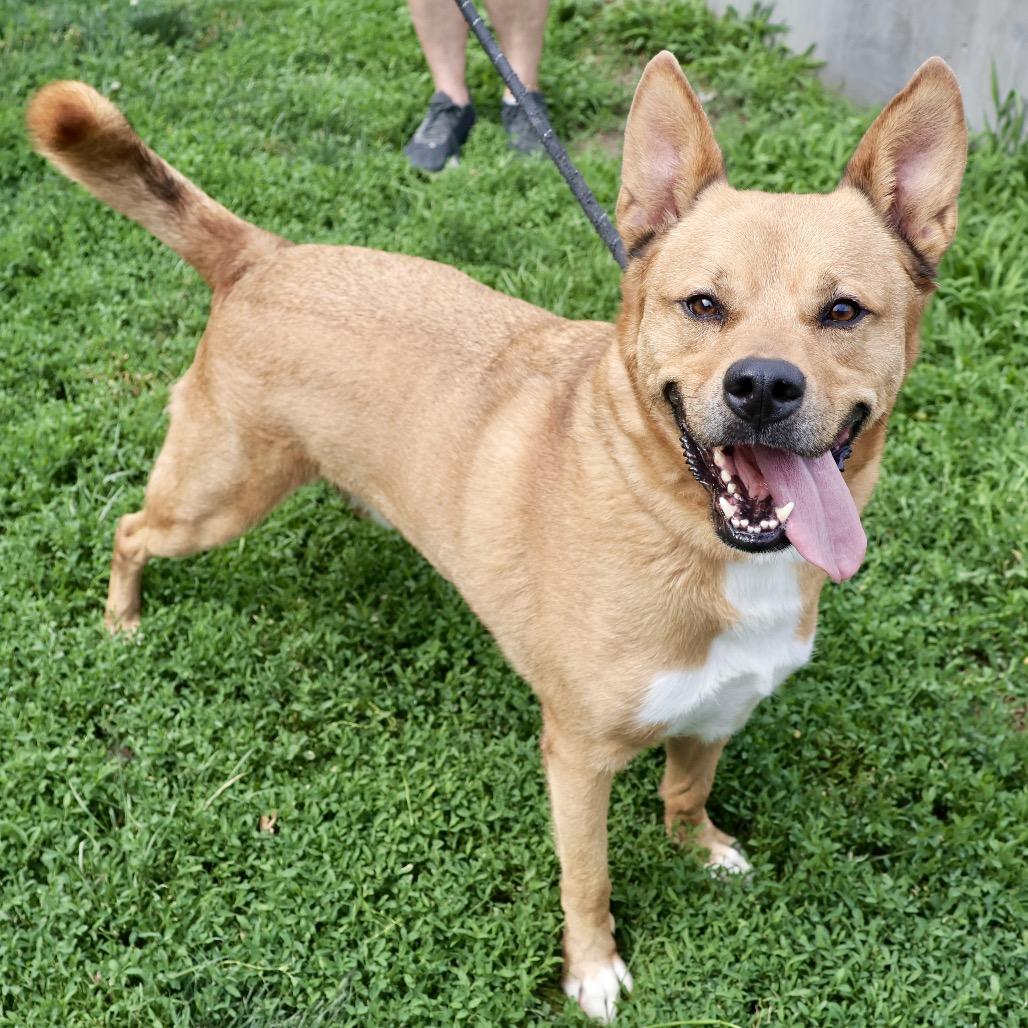 Scoobert, a Adoptable Mixed Breed in St Joseph, MO image 3/5