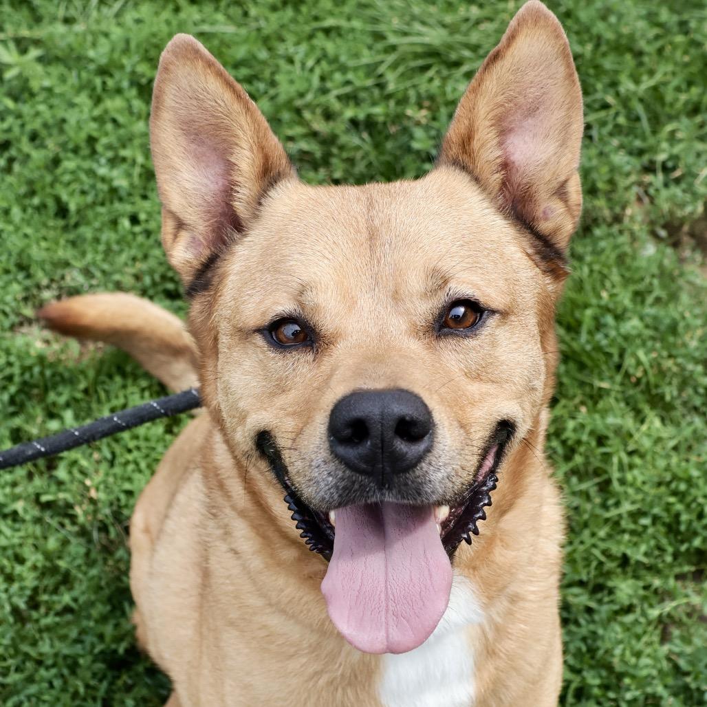 Scoobert, a Adoptable Mixed Breed in St Joseph, MO image 4/5