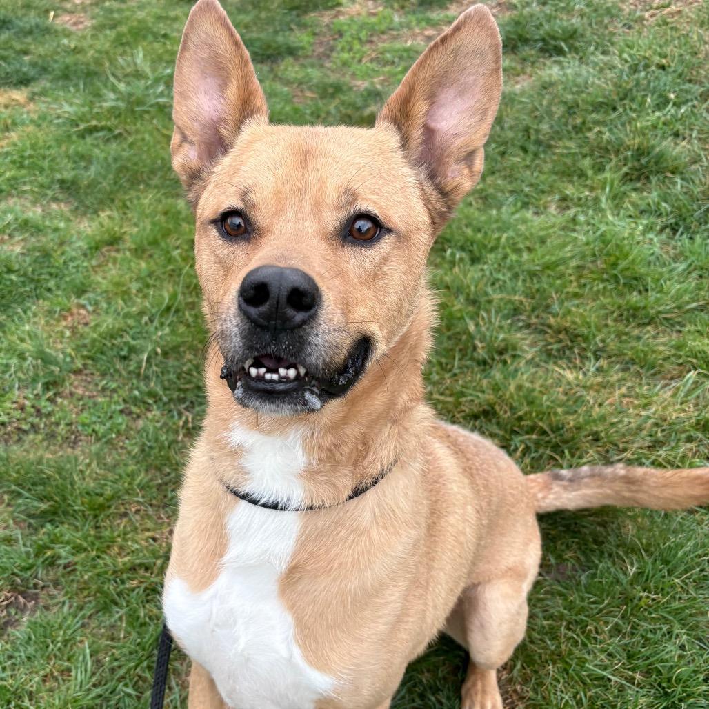 Enlarge Scoobert, a Adoptable Mixed Breed in St Joseph, MO image 2/3