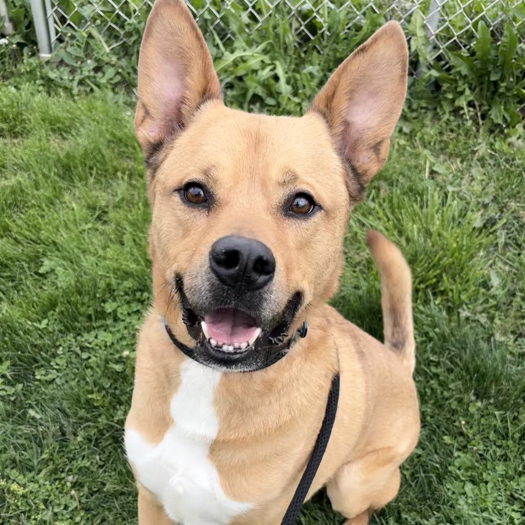 Enlarge Scoobert, a Adoptable Mixed Breed in St Joseph, MO image 3/3