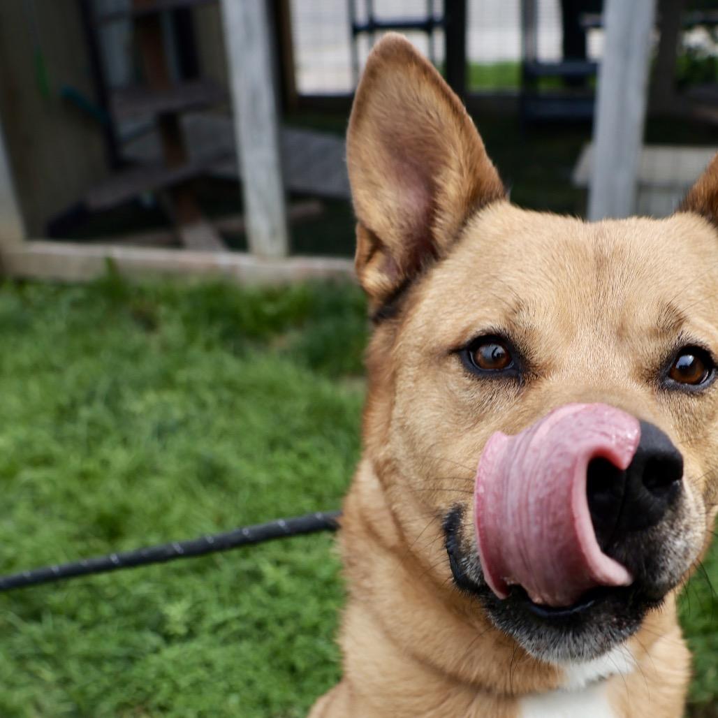Scoobert, a Adoptable Mixed Breed in St Joseph, MO image 5/5