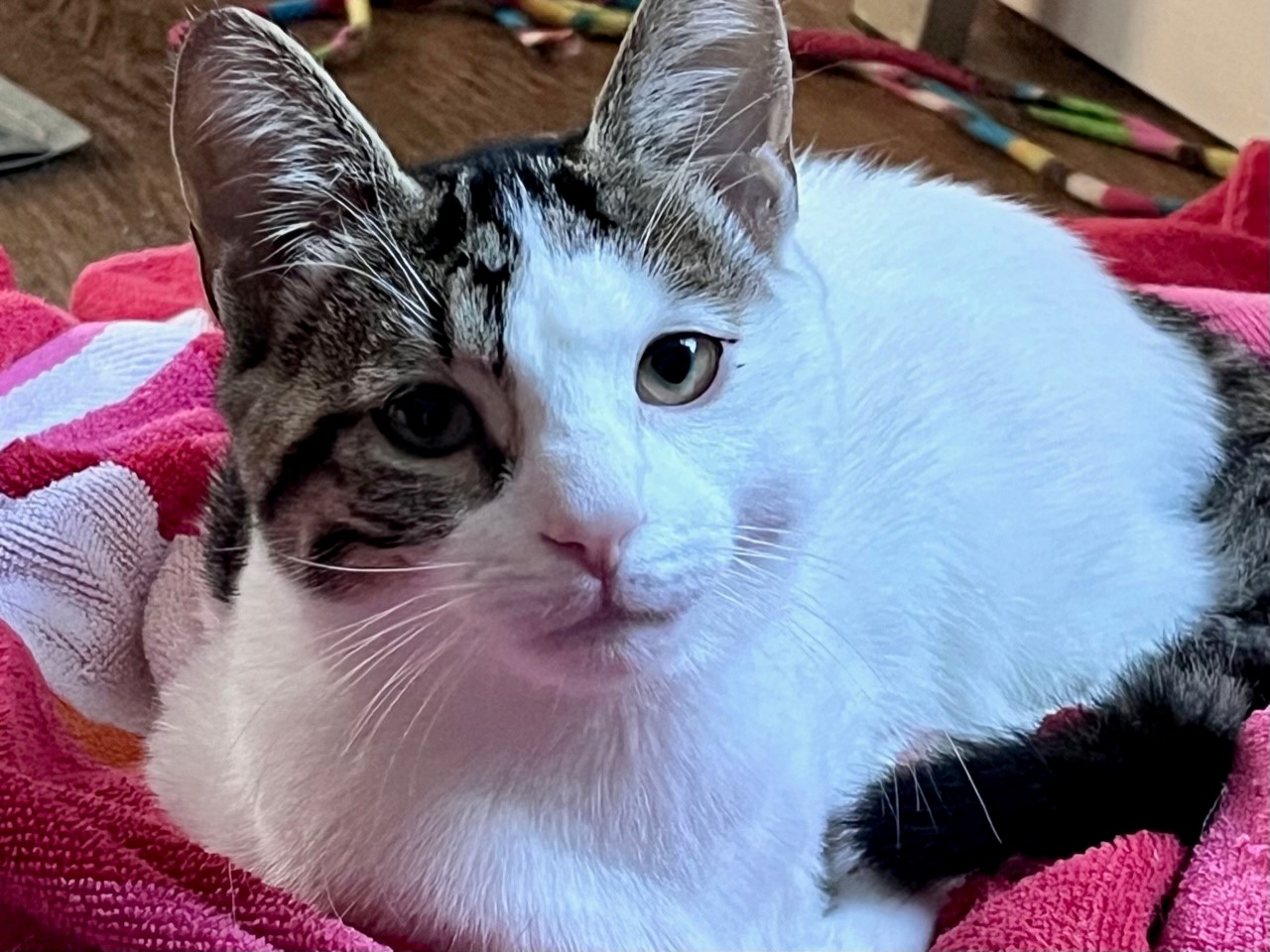 Cat for adoption Moto0424, a Domestic Short Hair in West Bloomfield