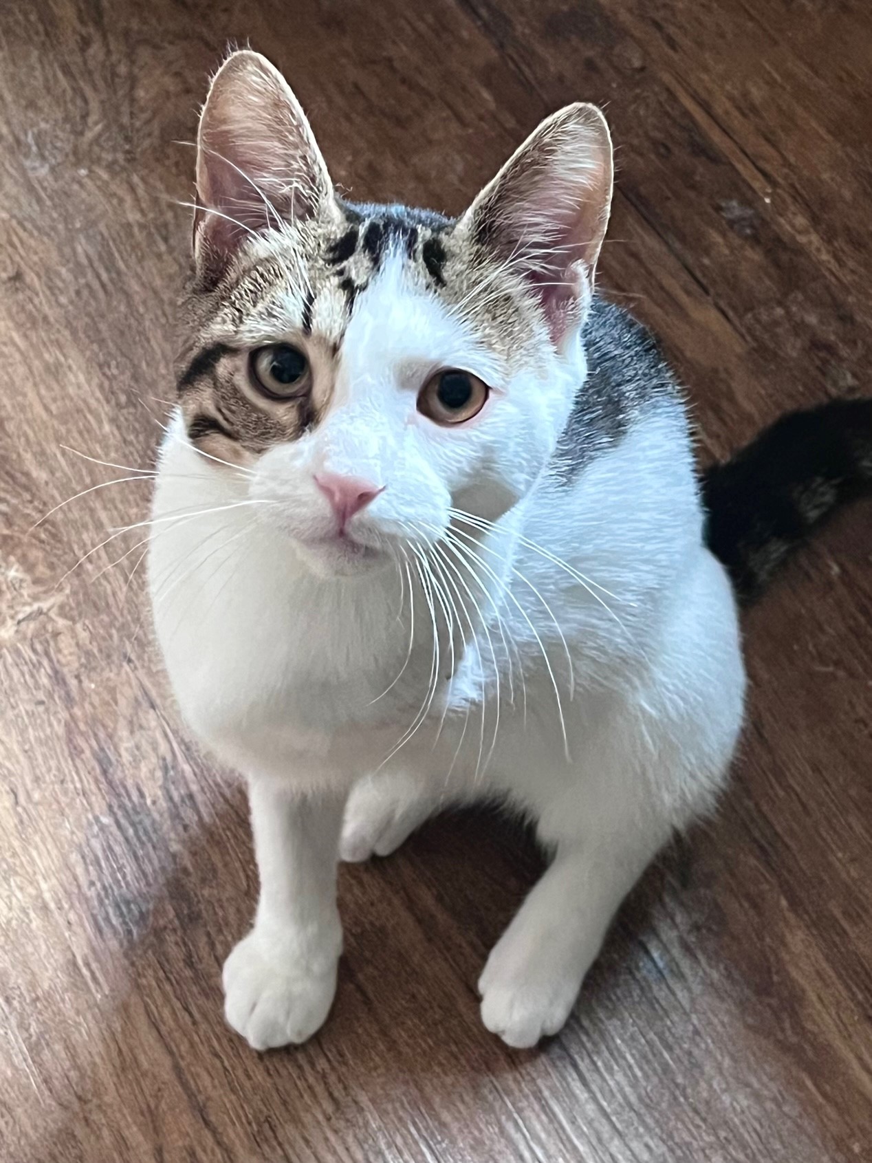 Cat for adoption Moto0424, a Domestic Short Hair in West Bloomfield