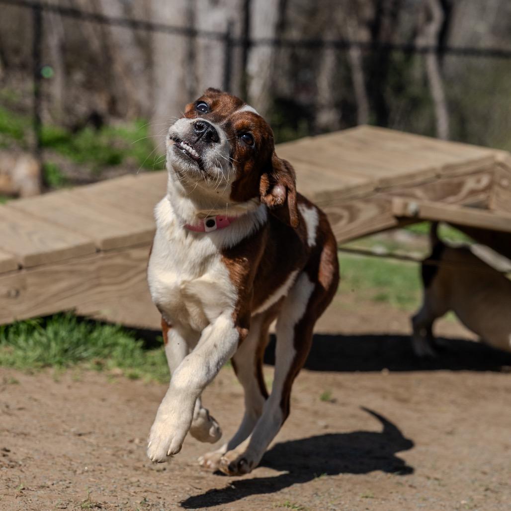 Enlarge LaTavia Roberson, a Adoptable mixed breed in Pawling, NY image 1/6