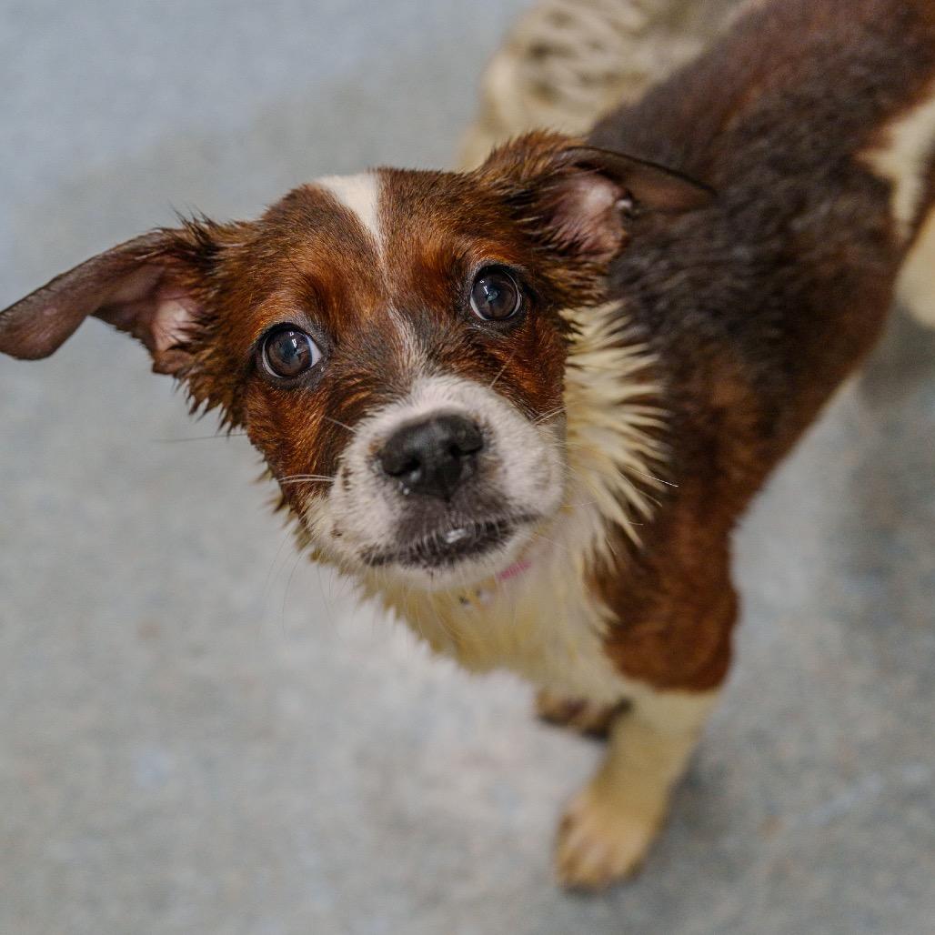Enlarge LaTavia Roberson, a Adoptable mixed breed in Pawling, NY image 2/6