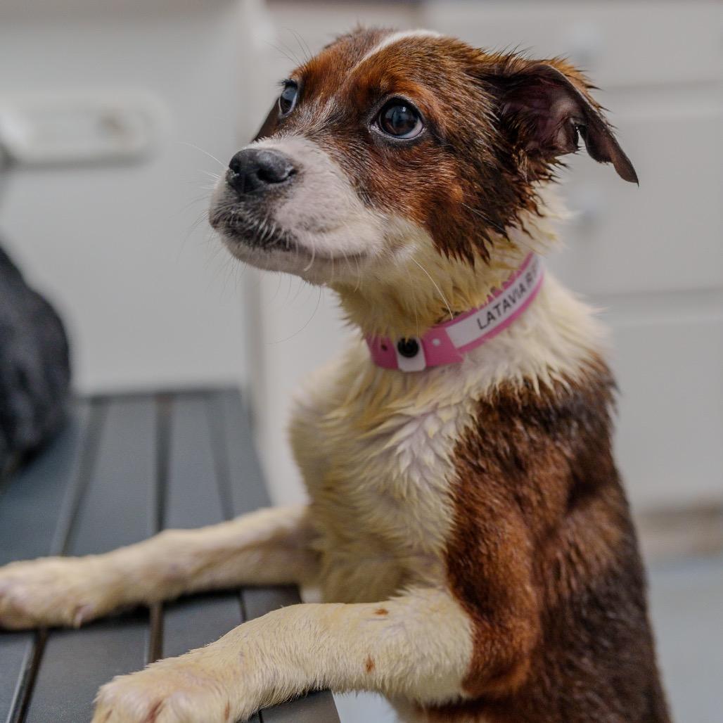 Enlarge LaTavia Roberson, a Adoptable mixed breed in Pawling, NY image 3/6