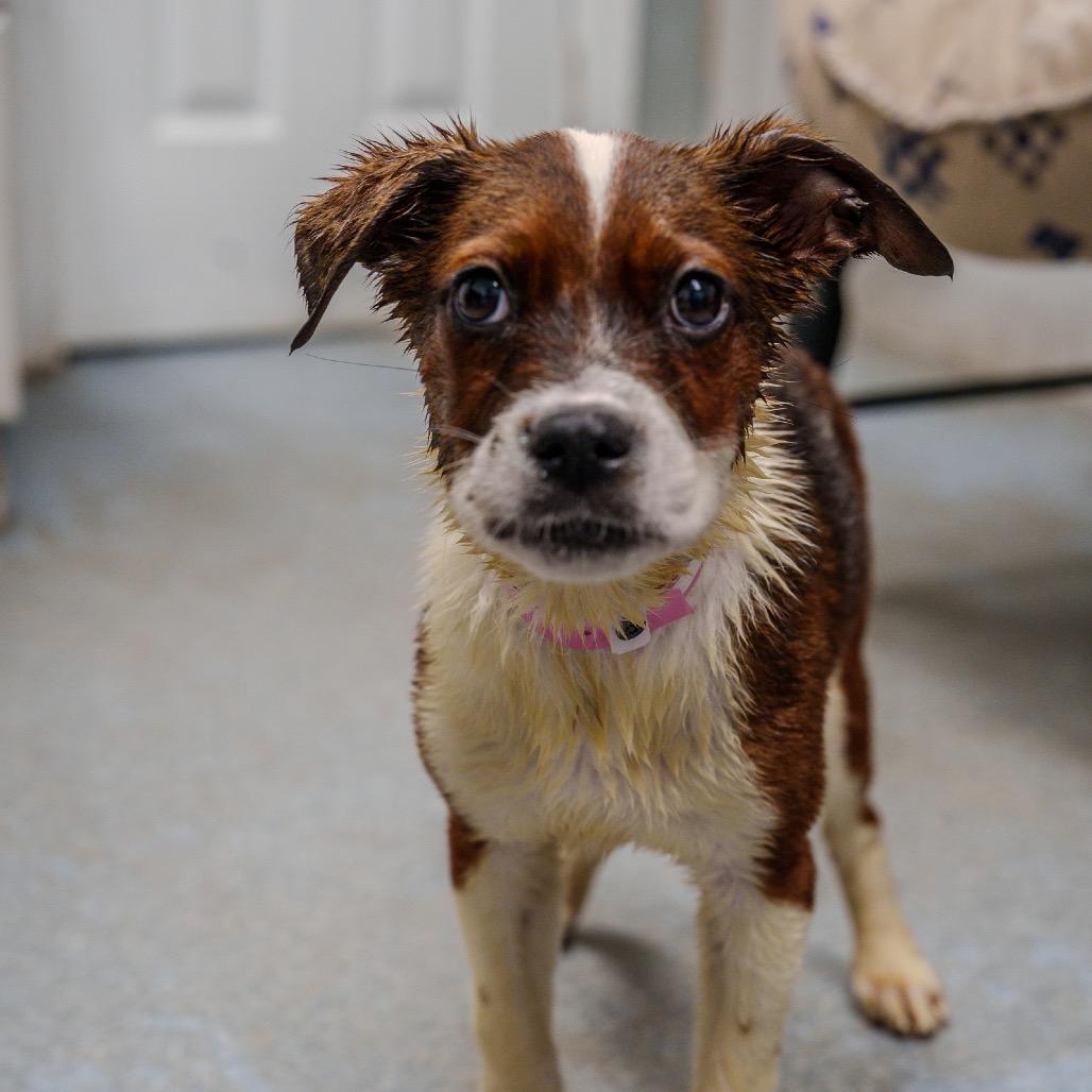 Enlarge LaTavia Roberson, a Adoptable mixed breed in Pawling, NY image 4/6