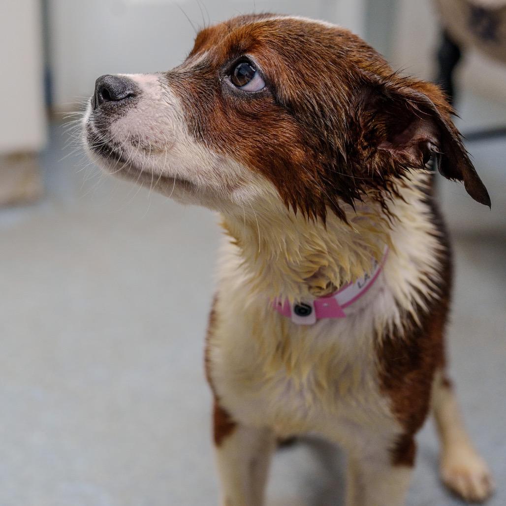 Enlarge LaTavia Roberson, a Adoptable mixed breed in Pawling, NY image 5/6