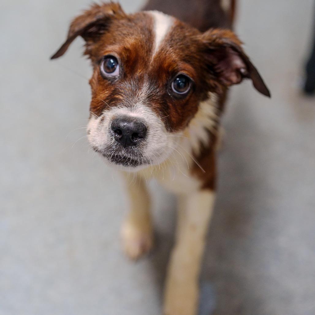 Enlarge LaTavia Roberson, a Adoptable mixed breed in Pawling, NY image 6/6