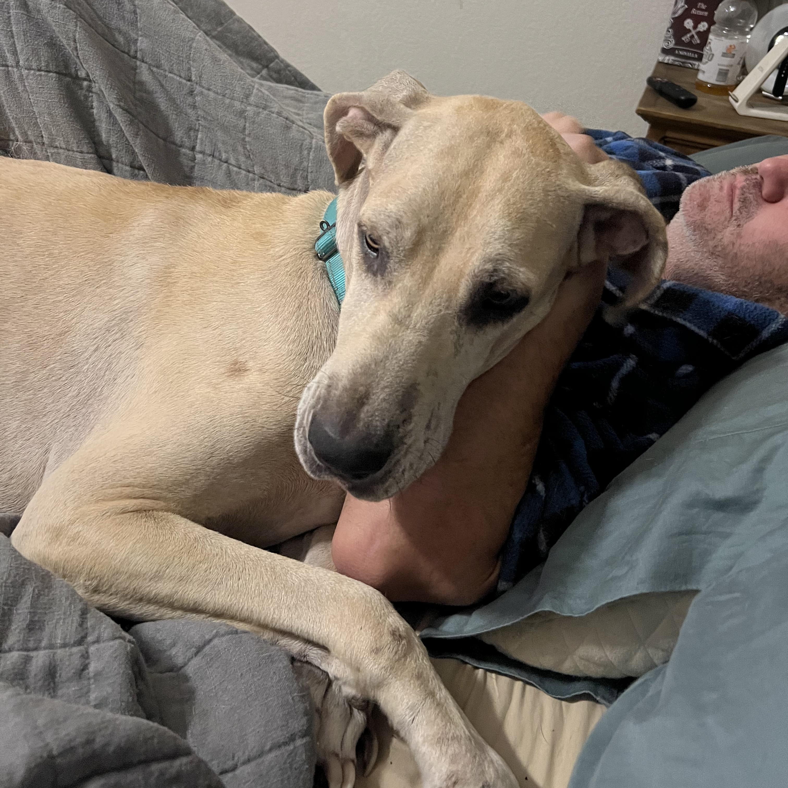 Sparrow, a ADOPTABLE mixed breed in Terrell, TX image 5/5