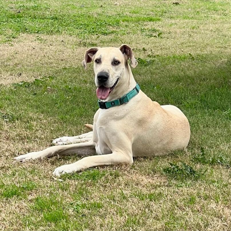 Sparrow, a ADOPTABLE mixed breed in Terrell, TX image 2/5