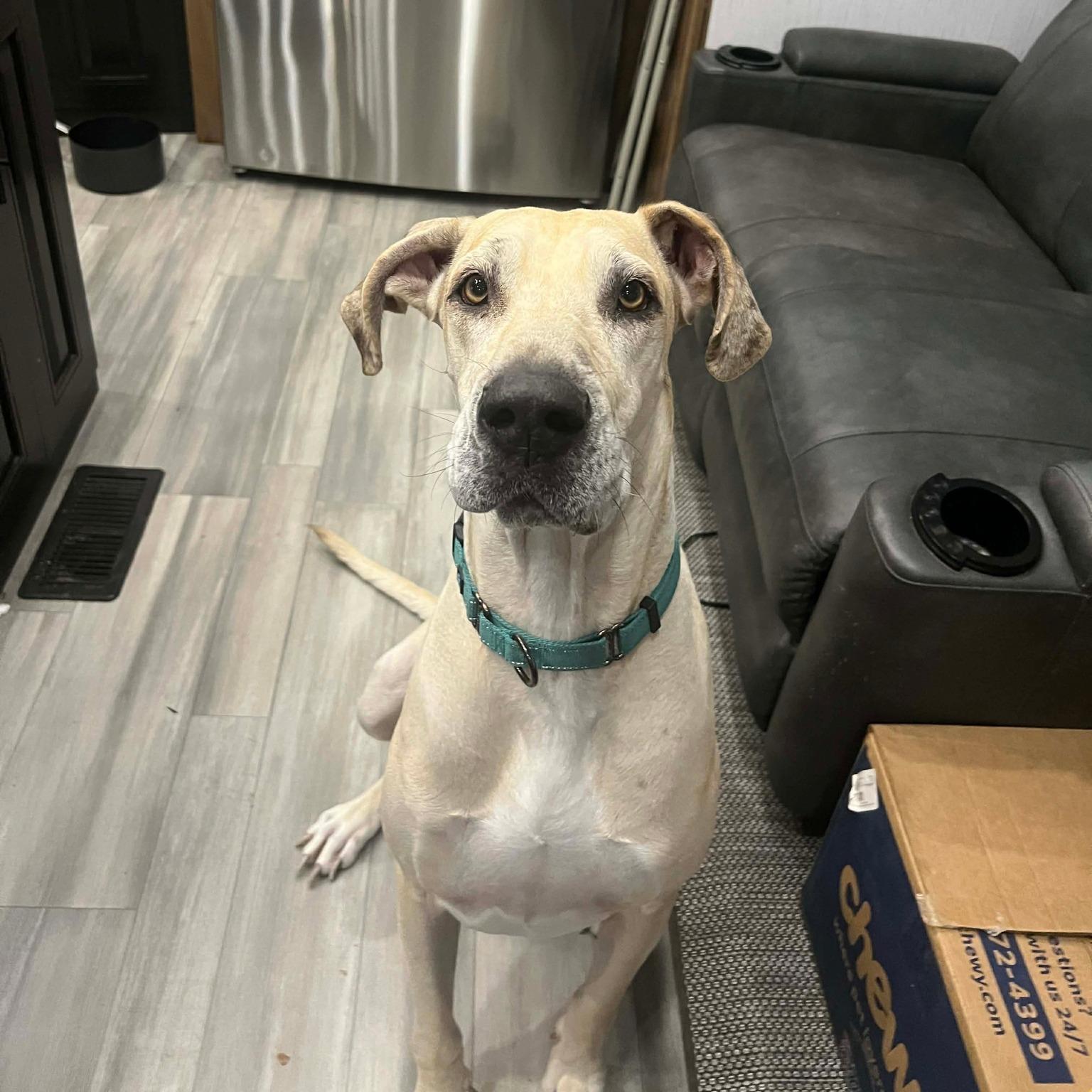 Sparrow, a ADOPTABLE mixed breed in Terrell, TX image 3/5