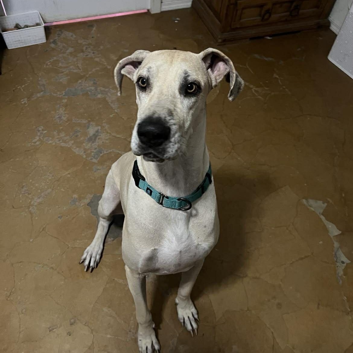 Sparrow, a ADOPTABLE mixed breed in Terrell, TX image 4/5