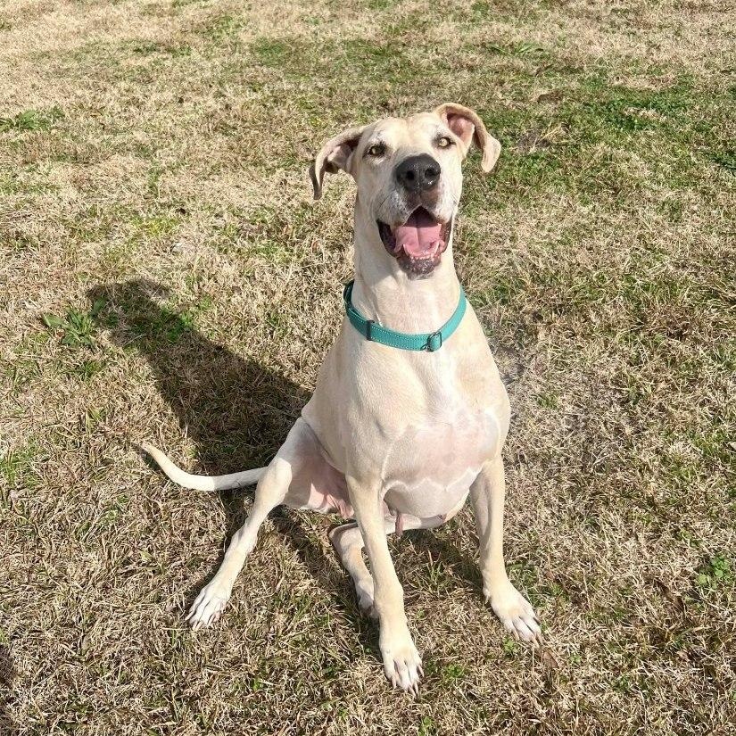 Sparrow, ADOPTABLE, Adult Female Great Dane & Hound.