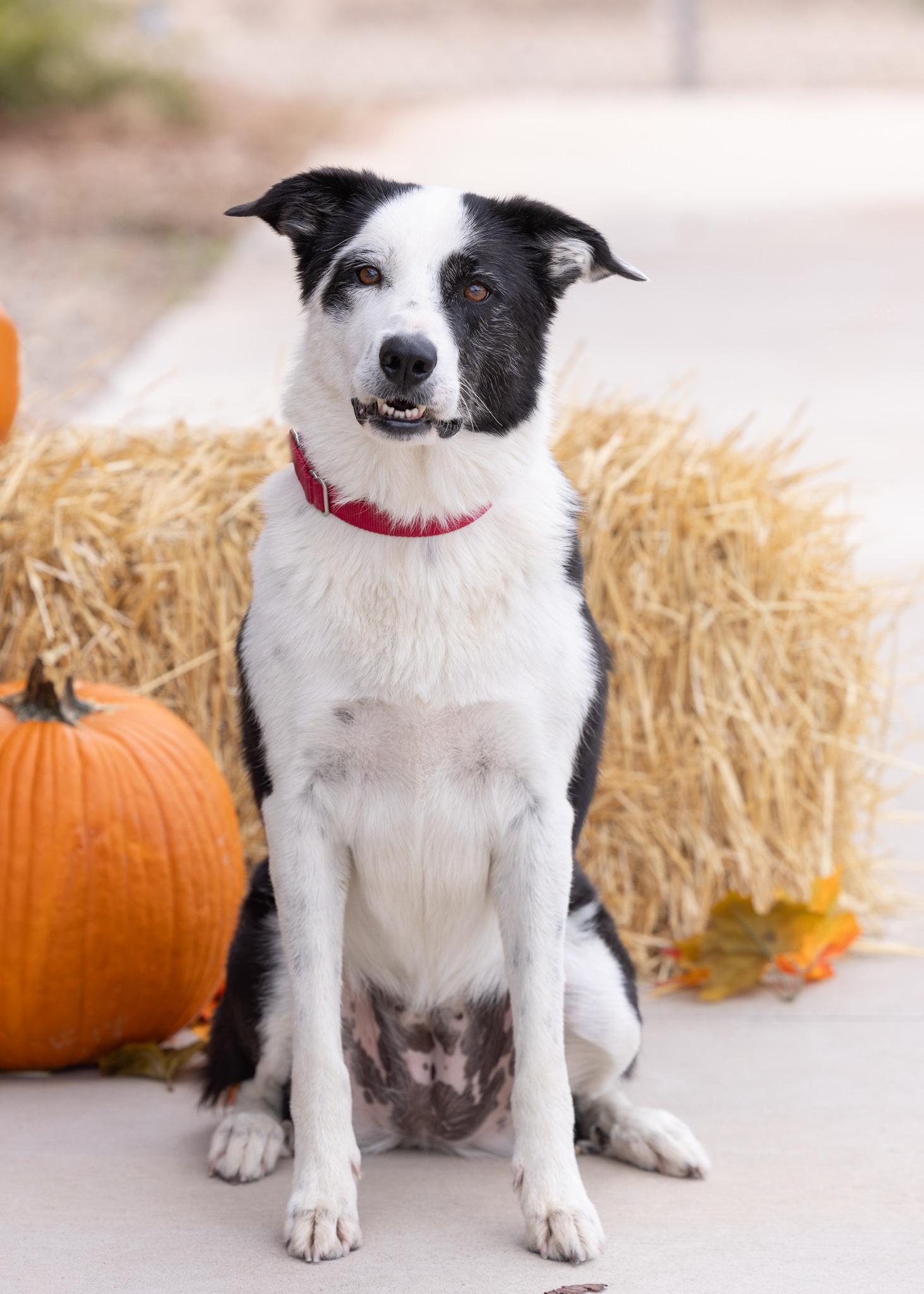 MONA, an adoptable Border Collie in Moab, UT, 84532 | Photo Image 1